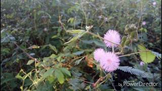 BEAUTY OF KONKAN/beautiful flowers in konkan