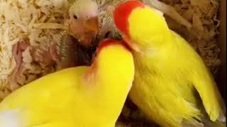 爱情鸟母鸟喂幼鸟（Lovebird parent feeding the baby bird)