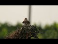 Singing Bushlark singing and raising crest