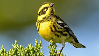 Brown Thrasher Bird Sound, Bird Song, Bird Call, Bird Calling, Chirps, Lissen Birds Chirping
