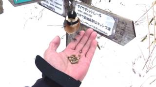 金剛山にて～手の上の餌を食べに来る野鳥 その１