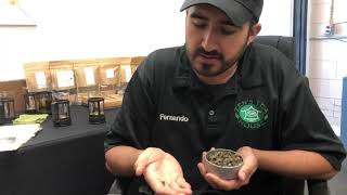 Jasmine Pearl Tea Explained