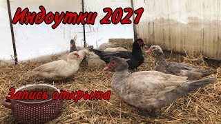 Мускусные утки / Семья уток 2+1 / Серо-Жемчужные Индоутки / Сколько стоят утята / Запись на утят