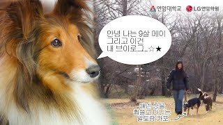 vlog | 🐕대학교로 출근하는 강아지, 9살 메이🐶의 브이로그 | 댕댕이 브이로그