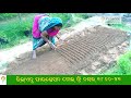 ବାଇଗଣର ତଳିଘେରା ପ୍ରସ୍ତୁତି ପଦ୍ଧତି method of preparing a brinjal crop nursery bed