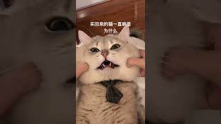 买回来的猫一直响是为什么 蓝金渐层 萌宠出道计划 吸猫 抖音萌宠