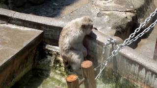 Shower time of Japanese monkeys. Ueno Zoo.ニホンザルのシャワータイム。上野動物園。