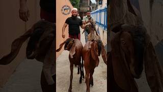 Loaded Beetal Bakri With Two Kids #goat#bakra#bakri#beetalgoats#shorts#youtubeshorts#viral#mashallah