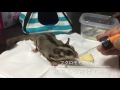 フクロモモンガのモンちゃん 初ミルクあげてみた sugar glider