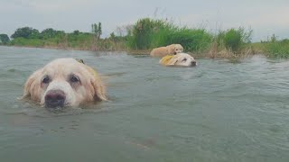 アイン村　2023.07.09 サンとチヨ、チロの３子で川遊び