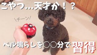 賢いトイプードル！成犬どんぐり君 ベル鳴らしを瞬時に習得！芸の教え方の参考にどうぞ。