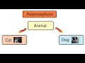Interview Question  - What is Polymorphism? (how to answer)