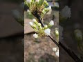 my asian pear is about to blossom🍐🏵 gardeningwithcoffee asianpear gardening ediblegarden pear