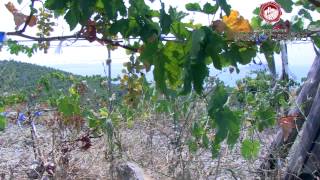 Domaine Porto Carras promo video - EN version