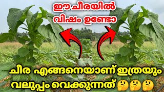 ചീരയിൽ വിഷമുണ്ടോ?| ചീര ആരോഗ്യത്തിന് നല്ലതാണോ?| ചീര എങ്ങനെയാണ് ഇത്രയും വലുപ്പം വയ്ക്കുന്നത്