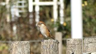 長田谷津（大町公園内）動画スケッチ 2022年12月