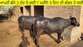 ਆਪਣੀ ਛੰਮੋ 2 ਦੰਦ ਹੋ ਗਈ ਹੈ। buffalo farm cowfarm @BABBU_DAIRY_FARM