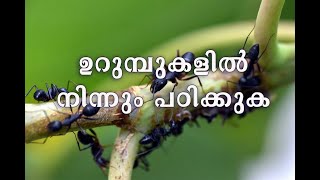 Malayalam Bible Verses  | Lesson from Ants Motivational video