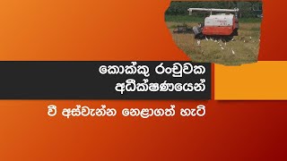 egret birds supervising paddy harvest කොක්කු රංචුවක අධීක්ෂණයෙන් වී අස්වැන්න නෙළාගත් හැටි