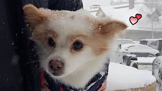 펄펄 눈이 옵니다~ 하늘에서 눈이 옵니다!(It's snowing fluffy from the sky)