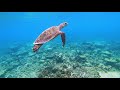 Travel | Maldives | 2019 | Snorkeling in Crystal clear Water | Gopro 7 | Maldives Hotels