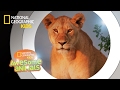 Download Super Pride | Awesome Animals In Mp4 3Gp Full HD Video