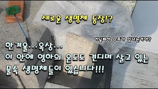 [물생활] 한겨울 옥상 무여과 수조에 살고있는 생명체?[Tropical fish]A creature living in a fishbowl on a rooftop in winter?