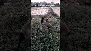 The moment of interception 台灣土狗 攔截的瞬間 #dog#funny #cute #pet