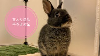 【＃4 甘えん坊なうさぎの内覧会　ネザーランドドワーフ　子うさぎ🐰】