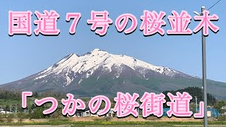 国道７号の桜並木「つかの桜街道」