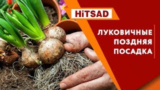 Сажайте луковичные сейчас 🌸  Посадка луковичных с Хитсад