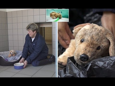 RSPCA Christmas Advert Features Abandoned Soft Toy Puppy - YouTube