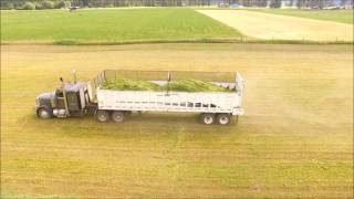 Barley silage 2016- Westwold, BC