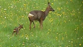 Roe Deer \u0026 small fawn