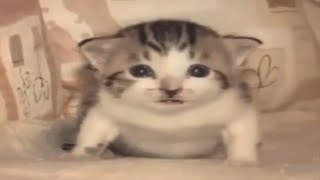 Top 5 cat Explotano