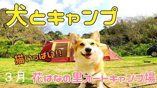 コーギー犬とキャンプ！【花はなの里】猫を思う存分堪能！犬もいっぱい！自然の中で燻製だ！