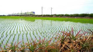 2017/02/01--2317次 區間車(觀光局喔熊OH-Bear彩繪2.0) 石榴北 通過