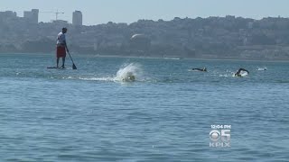 Swimmers Brave Strong Currents For 6th Annual Golden Gate Sharkfest