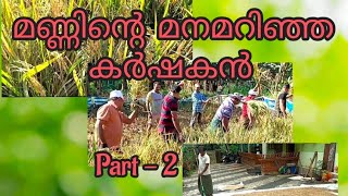 നെൽകൃഷി / Paddy Cultivation / കൊയ്ത്ത് / Harvesting