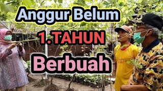 Anggur satu  tahun ada yang sudah berbuah#buahanggur#budidayaanggur#anggurimport