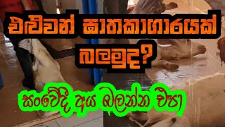 එළුවන් ඝාතකාගාරයක් බලමු/Arana Lanka