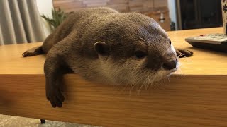 カワウソさくら 食事中で構ってもらえなかったので少し拗ねる Otters waiting for their owner to finish eating