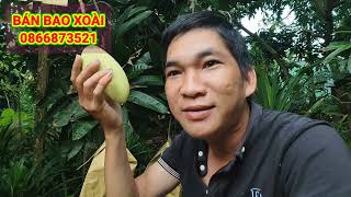 giá xoài đài loan hôm nay 27/12/2024