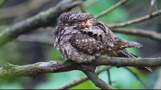 Caprimulgus europaeus, European nightjar Bird Info