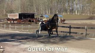 QUEEN OF MAY - Unghästar Stall Lövgren