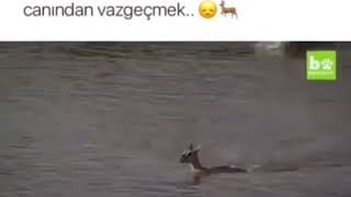 Yavrusu için kendi canından vazgeçti..