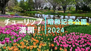 【4K】チューリップ満開＆桜共演！2024  @昭和記念公園 / Tulips in full bloom with cherry blossoms in Showa Kinen Park