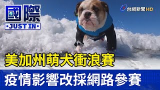 美加州萌犬衝浪賽 疫情影響改採網路參賽【寰宇趣聞】