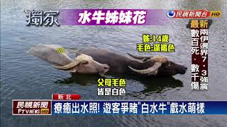 這不是寶可夢！ 奇獸「白水牛」現身林口－民視新聞