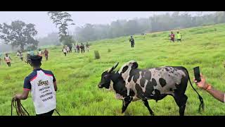 ☆☆ bullfight kudal  ☆☆ traditional bullfight ☆☆ India Goa ☆☆ 2024☆☆ MH ☆